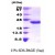 SDS-Page: IL6 Protein [NBP1-30184] - Interleukin 6, 23.1 kDa (204 aa), confirmed by MALDI-TOF with a purity of 95% by SDS - PAGE